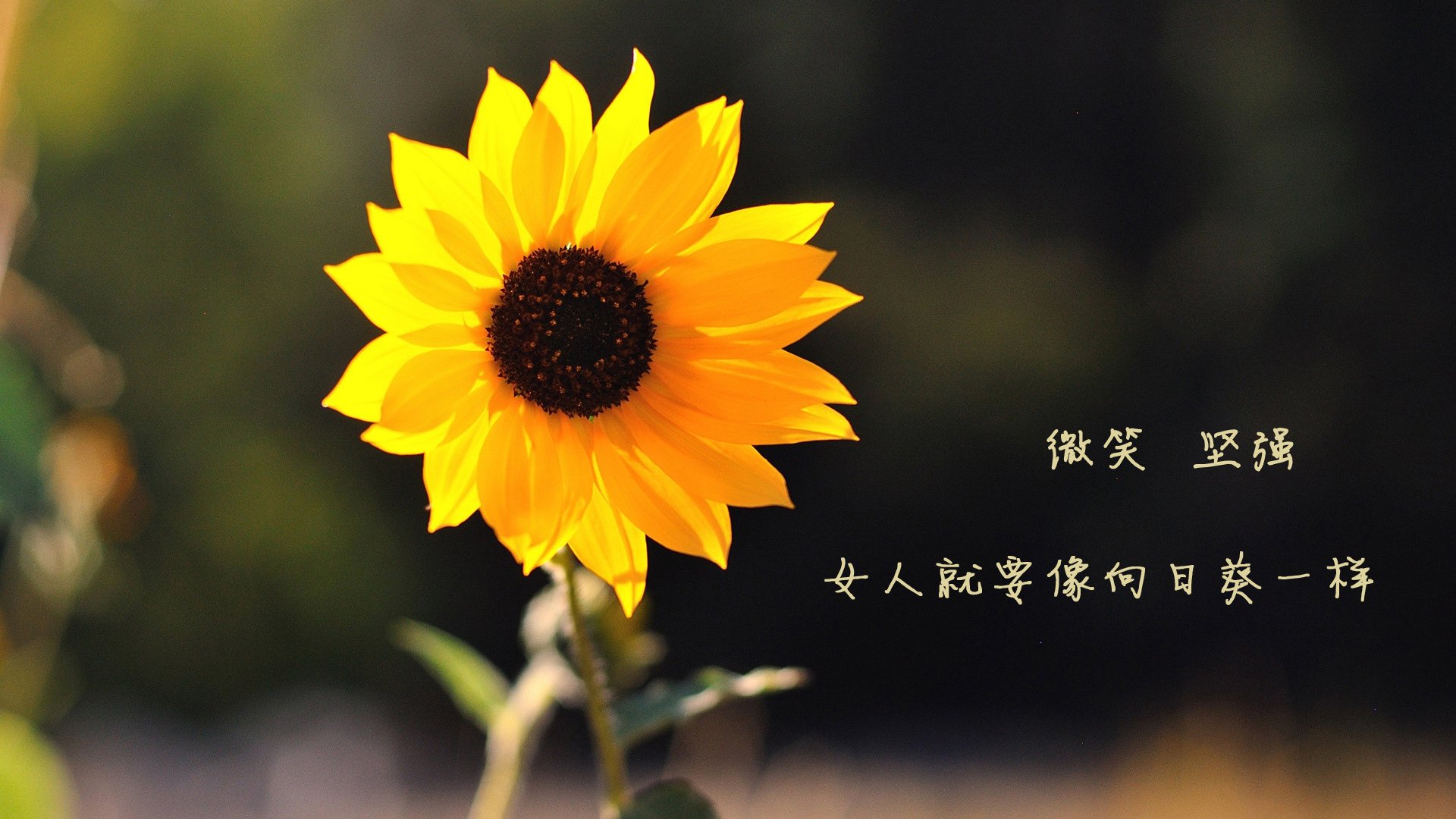 富安健洋爆发破荷兰防线，国际米兰火力助意大利压制郁金香